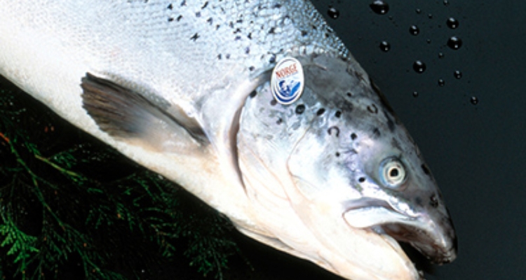 cabeza-salmon-norge cabeza-salmon-norge
