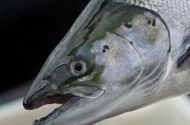Cabeza de salmón con piojo de mar Cabeza de salmón con piojo de mar
