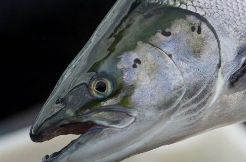 Cabeza de salmón con piojo de mar