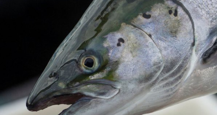 Cabeza de salmón con piojo de mar Cabeza de salmón con piojo de mar
