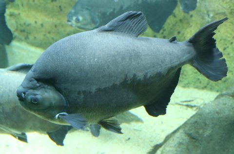 Cachama (Colossoma-macropomum)
