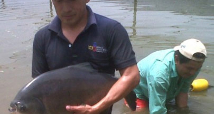 cachama-ecuador