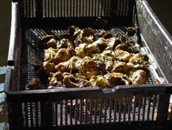 caja