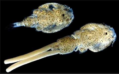 Piojo salmón - INCAR (Chile)