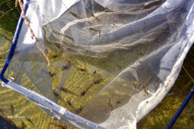 IFAPA avanza en el cultivo conjunto de lenguado, salicornia y camarón de estero