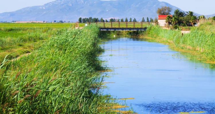 campo-arroz-canal-agua