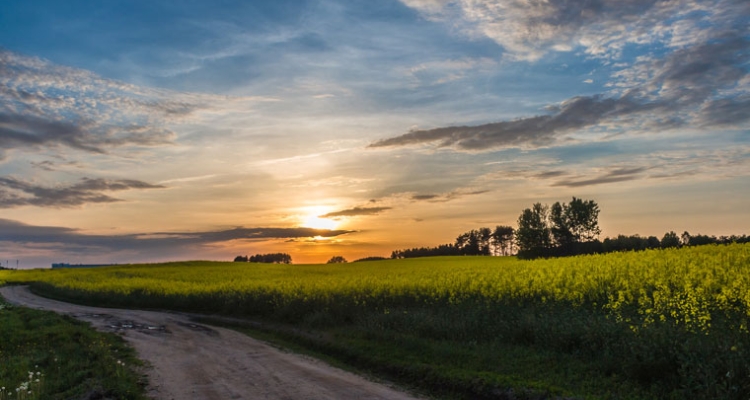 Campo canola en EEUU