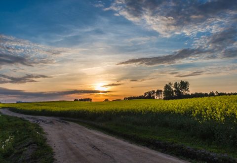 Campo canola en EEUU