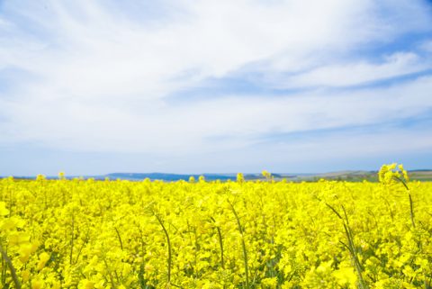 campo-canola