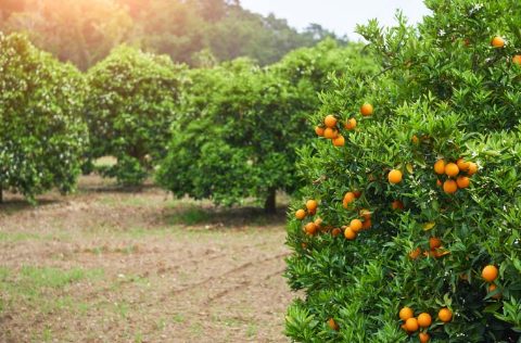 Campo de naranjas