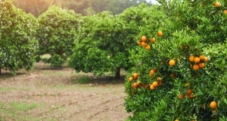Campo de naranjas Campo de naranjas