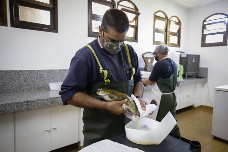 Técnico con trucha de Campos do Jordao en São Paulo