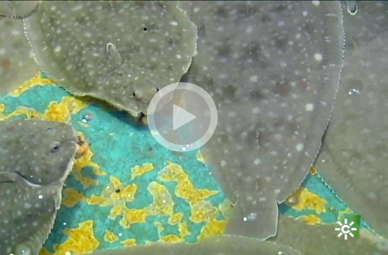 Canal Sur, programa Tierra y Mar. Carátula del vídeo