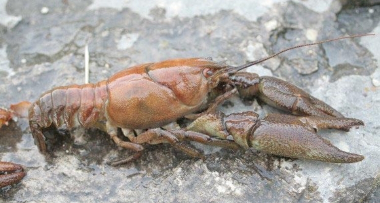 cangrejo-Austropotamobius-pallipes-ucm