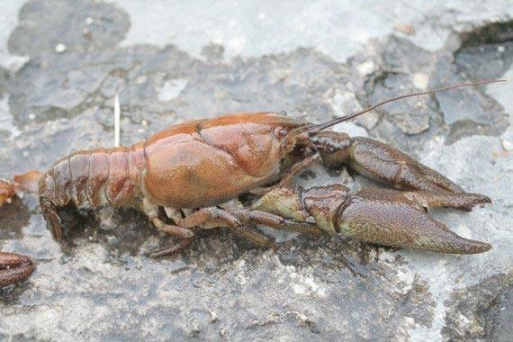 cangrejo-Austropotamobius-pallipes-ucm cangrejo-Austropotamobius-pallipes-ucm