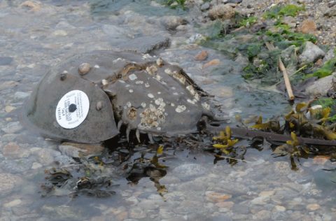 Cangrejo herradura limulus