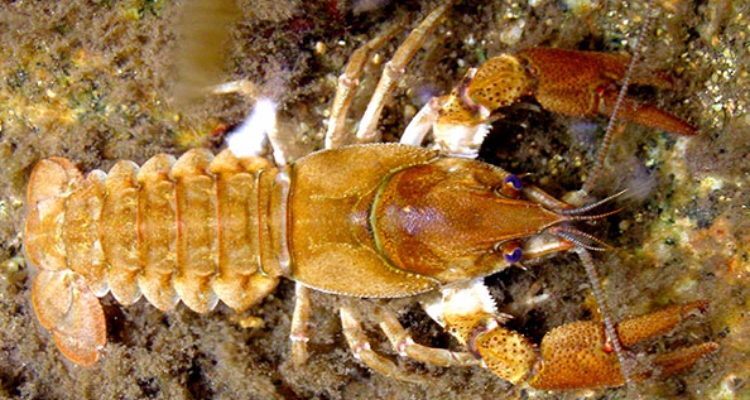 cangrejo-rio-Austropotamobius-italicus