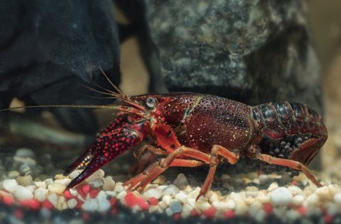 Cangrejo rojo de río americano