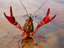 Dos especies invasoras de cangrejo de río están mermando las poblaciones autóctonas europeas