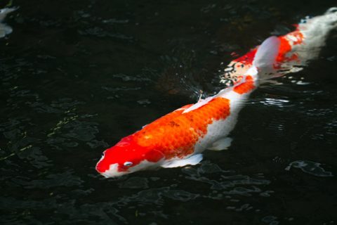 carpa-koi-ejemplares