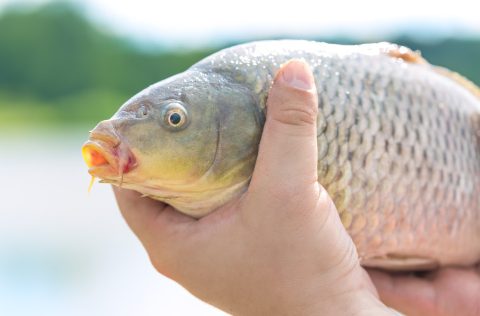 Carpa viva manos