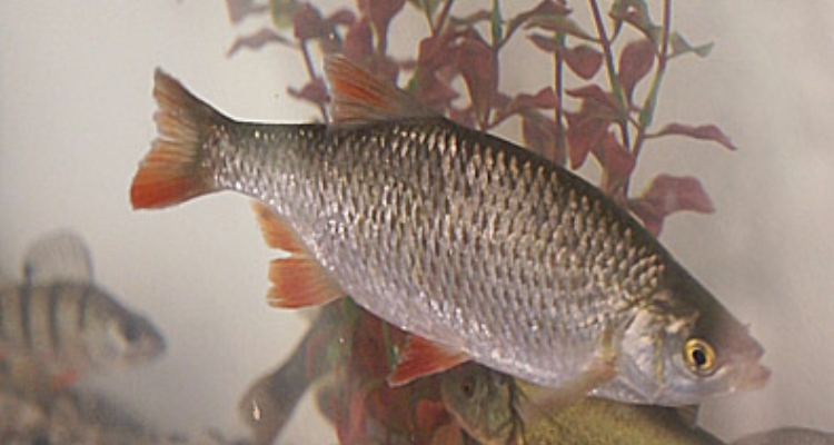 carpa