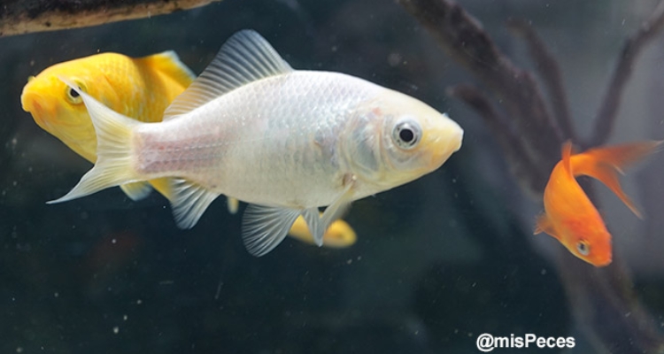 Carpa (Cyprinus carpio)