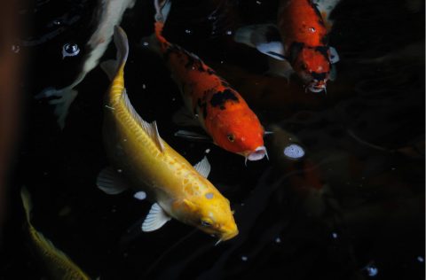 Carpas Koi roja y dorada estanque