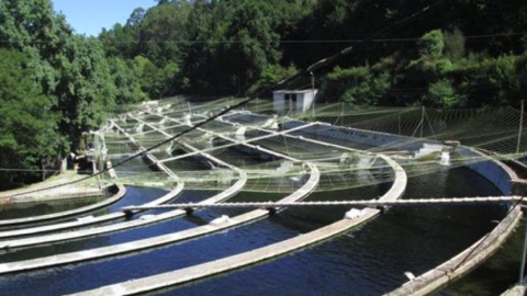 Caviar Pirinea | Viveiros de Coura