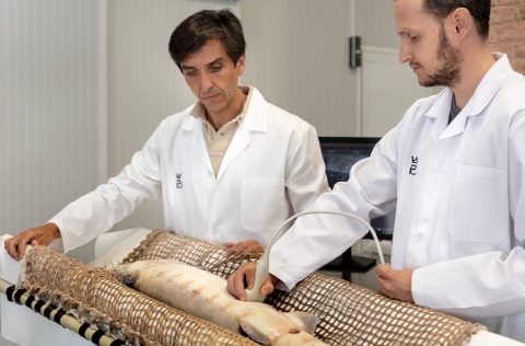 Ecografía de esturión en Caviar de Riofrío