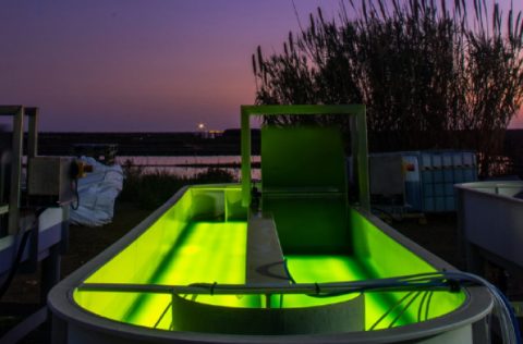 Ciencias do Mar, uso luces LED microalgas