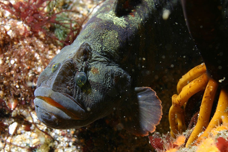 Cebidichthys violaceus, Cara de Mono