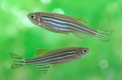 Investigadores presentan en Aquaculture Europe un protocolo de alimentación larvario de pez cebra estandarizado