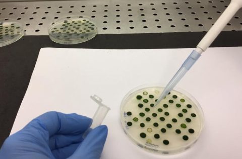 Células piel de rana para uso en acuicultura