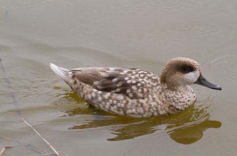 Cerceta pardilla (Marmaronetta angustirostris) por Javier Sales (Sansara)