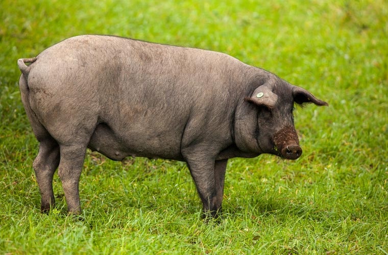Cerdo Ibérico en la dehesa
