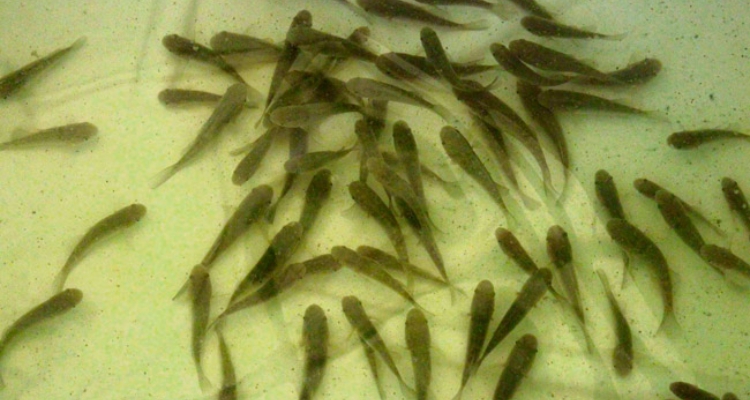 chame-mexico-udeg-dormitrator-latrifons
