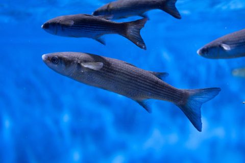 chelon-labrosus-grey-mullet