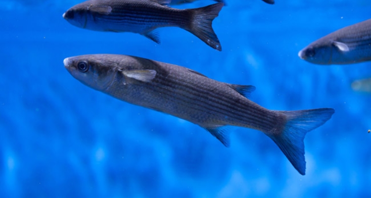chelon-labrosus-grey-mullet