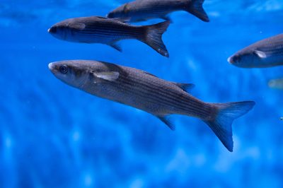 I ricercatori di IU-ECOAQUA dimostrano la capacità del muggine di convertire l'olio di lino in omega-3
