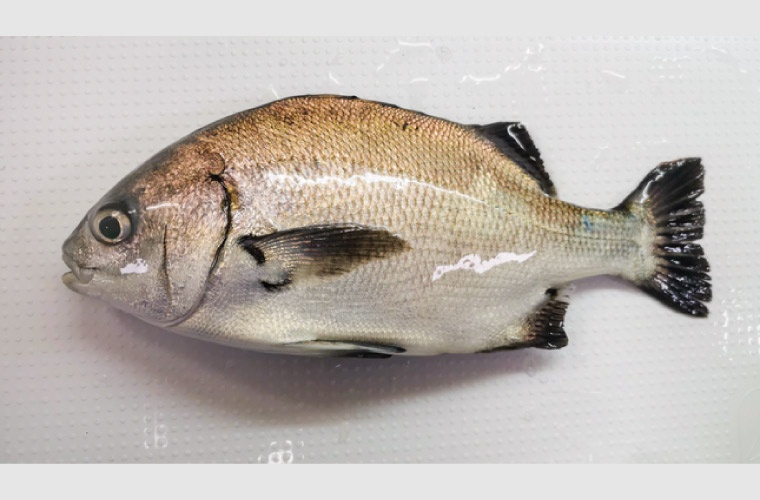 Chita (Anisotremus scapularis) Chita (Anisotremus scapularis)