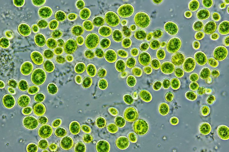 Un procesado mecánico mejora la disponibilidad de carotenoides de Chlorella y abre una vía para ingredientes de mayor valor