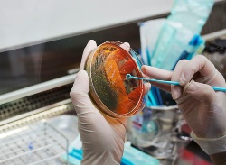 La proteína de bacterias metanotróficas tiene mucho potencial, pero necesita de aditivos para mejorar su palatabilidad