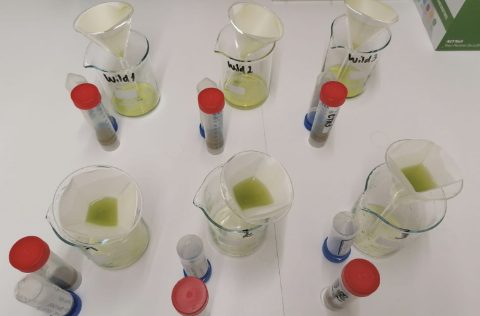 CIIMAR. Agar de Gracilaria gracilis