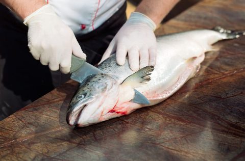 Cocinero con salmón Atlántico