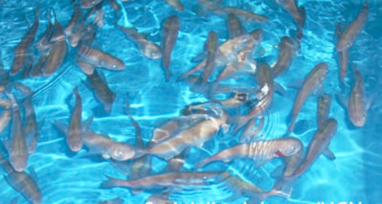 cojinoba-norte-ucn-chile
