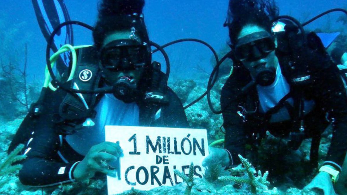 Colombia, campaña 'Un millón de Corales'