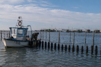 La conta dei danni sale oltre 50 milioni: perso più del 90% delle cozze tra Goro e Porto Garibaldi