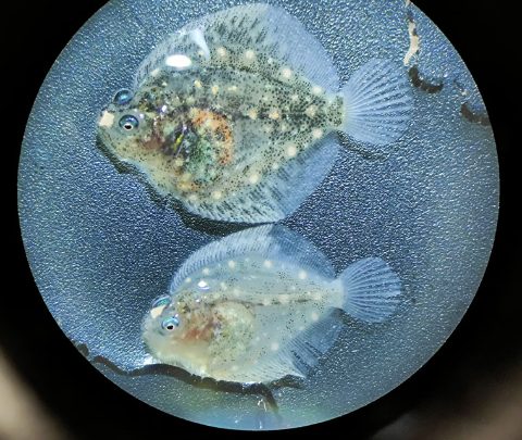 Comparativa de larvas de rodaballo producido con el Ecobiological Production System de Pescanova