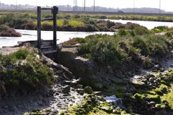 La Mancomunidad de municipios de la Bahía de Cádiz busca salidas económicas a sus humedales